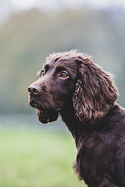 Close up of Brown Spaniel dog sitting in a field, Oxfordshire, England