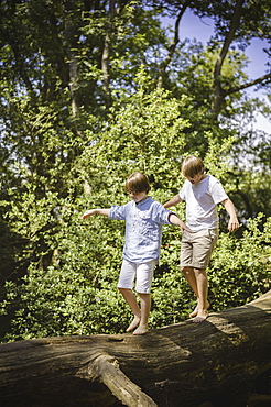 Two boys camping in the New Forest. Walking along a log above the water, balancing with their arms outstretched, Hampshire, England