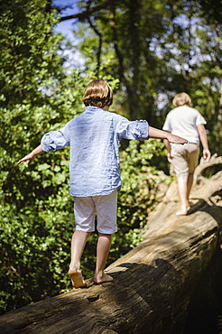 Two boys camping in the New Forest. Walking along a log above the water, balancing with their arms outstretched, Hampshire, England