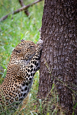 A leopard, Panthera pardus, claws the trunk of a tree, ears back, looking out of frame, Londolozi Game Reserve, Sabi Sands, Greater Kruger National Park, South Africa