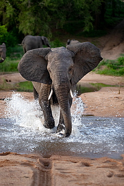 An elephant, Loxodonta africana, runs through water towards camera, ears facing forward, splashes around legs, Londolozi Game Reserve, Sabi Sands, Greater Kruger National Park, South Africa