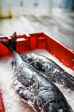 Two fresh fish on a fish market stall on ice