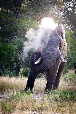 An African elephant bull, Loxodonta africana, sprays sand over itself using its trunk, Londolozi Game Reserve, Kruger National Park, Sabi Sands, South Africa