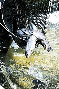 Close up of large fish net with freshly caught trout