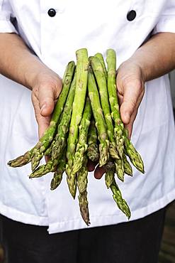 Close up of chef holding a bunch of green asparagus