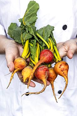 Close up of chef holding a bunch of colourful beets