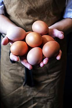 High angle close up of person wearing apron holding fresh brown eggs