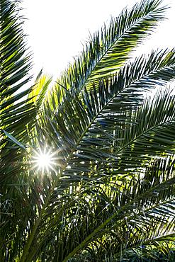 Close up of sunlight filtering through the leaves of a palm tree