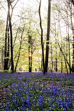 Carpet of bluebells in a forest in spring