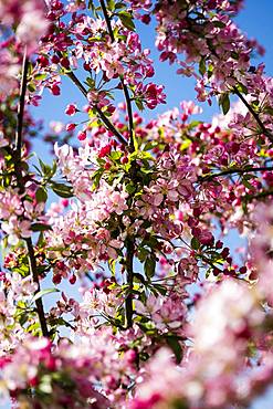 Close up of fruit tree branches with an abundance of pink and white blossoms