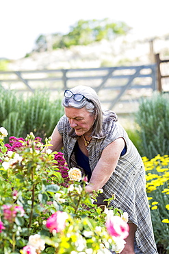 A senior adult, grandmother and her 5 year old grandson pruning roses in her garden