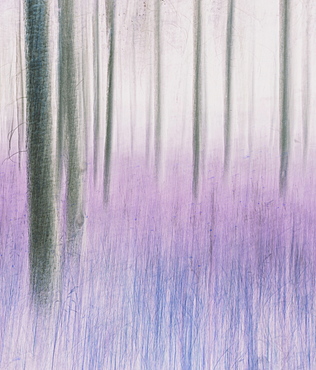 Blurred motion abstract of lodgepole pine forest and meadow