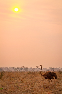 An ostrich, Struthio camelus, stands in brown grass at sunset, Londolozi Game Reserve, Sabi Sands, Greater Kruger National Park, South Africa