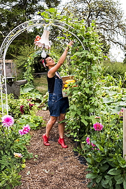 Woman standing underneath arch in a garden, picking green beans