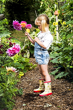 Blond girl standing in a garden, picking pink Dahlias