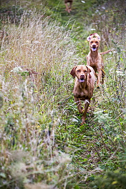 Portrait of two Vizla dogs on a meadow