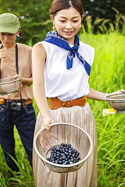 Two Japanese woman picking berries in a field, Kyushu, Japan