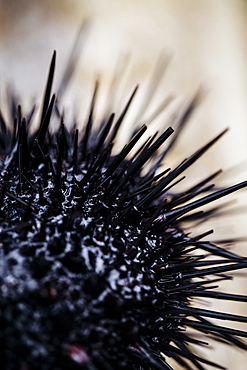 High angle close up fresh uni, sea urchin, Japan