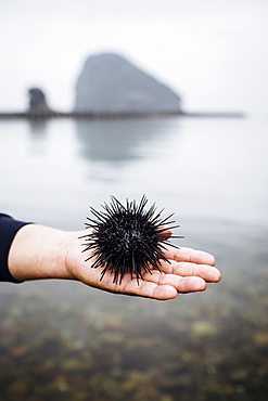 High angle close up of hand holding a fresh uni, sea urchin, Japan