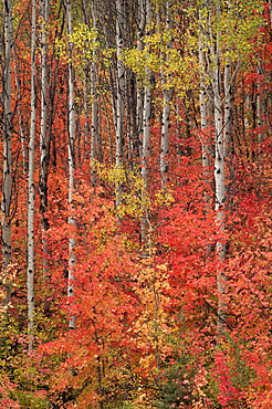 Maple and aspen trees in full autumn foliage in woodland, Wasatch Mountains, Utah, USA