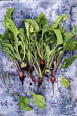 High angle close up of a bunch of freshly picked turnips on grey background, Oxfordshire, United Kingdom