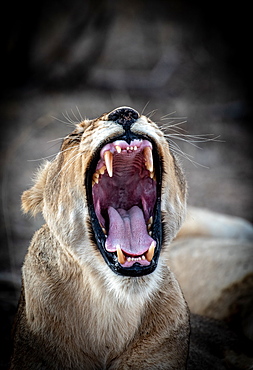 A lioness, Panthera leo, yawns, eyes closed, ears back, Sabi Sands, Greater Kruger National Park, South Africa