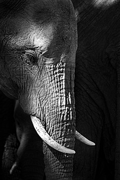 A side profile of an elephant's head, Loxodonta africana, looking out of frame, in black and white, Londolozi Game Reserve, Greater Kruger National Park, South Africa