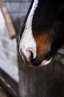 Close up of brown horse with white nose, Berkshire, United Kingdom