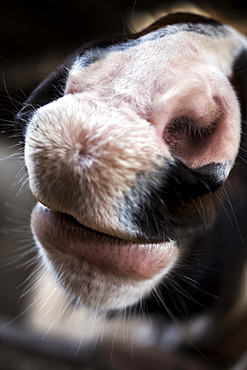 Close up of brown horse with white nose, Berkshire, United Kingdom