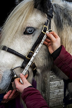 Close up of person measuring length of bridle cheek piece on white Cob horse, Berkshire, United Kingdom