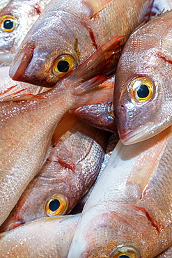 Fresh Bica fish in Portugese fish market, Algarve, Potugal