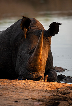 A white rhino, Ceratotherium simum, lies down in a waterhole, resting head on ground, sunset light, Londolozi Game Reserve, Sabi Sands, South Africa