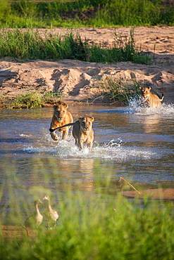 A pride of lions, Panthera leo, run through a river, Londolozi Game Reserve, Sabi Sands, South Africa