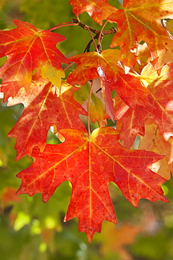 Vivid red and orange maple leaves in autumn, Wasatch Mountains, Utah, USA