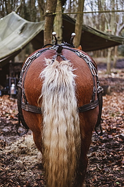 Rear view of brown Comtois horse with silver tail in a forest, Devon, United Kingdom