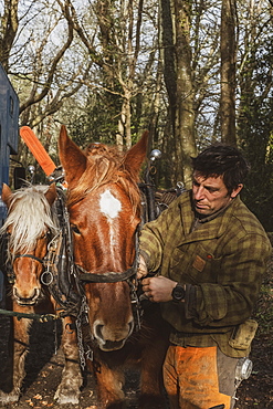 Logger standing in forest, fastening the harness on one of his work horses, Devon, United Kingdom