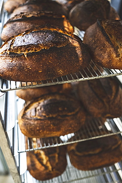 Artisan bakery making special sourdough bread, racks of baked bread with dark crusts