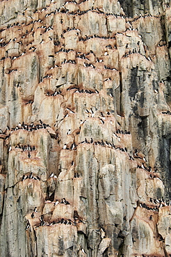 Thick-billed Murres, Brunnich's Guillemots, nesting on a steep cliff site, near Svalbard in Norway, Svalbard, Norway