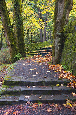 A path and steps through the woodland in the Columbia River Gorge, Columbia River Gorge, Oregon, USA