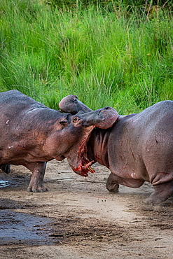 Two hippos, Hippopotamus amphibius, fight on land, mouth open, blood visible, Sabi Sands, Greater Kruger National Park, South Africa