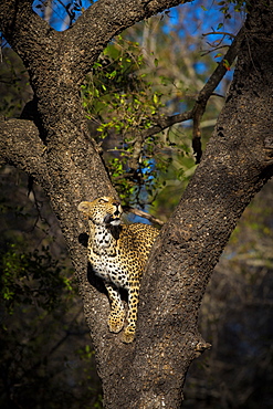 A female leopard, Panthera pardus, stands in the fork of a tree and gazes up, Sabi Sands, Greater Kruger National Park, South Africa