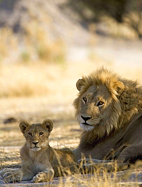 African lion, Panthera leo, male and cub lying on ground in the Moremi Reserve, Botswana, Africa