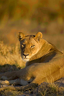 African lion, Panthera leo, female lying on ground, Moremi Reserve, Botswana, Africa