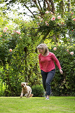 Woman standing in a garden, playing with red coated young Cavapoo, Watlington, Oxfordshire, United Kingdom