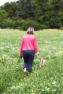 Woman walking in meadow with red coated young Cavapoo, Watlington, Oxfordshire, United Kingdom