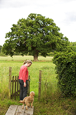 Woman walking in meadow with red coated young Cavapoo, Watlington, Oxfordshire, United Kingdom