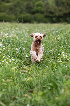 Portrait of a red coated young Cavapoo running in a meadow, Watlington, Oxfordshire, United Kingdom