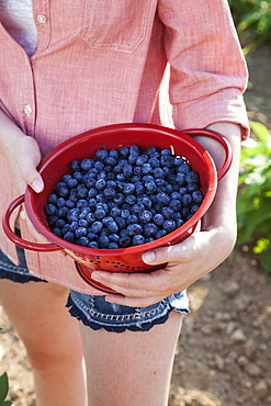 A girl in a pink shirt holding a large bowl of harvested blueberry fruits, Maryland, USA