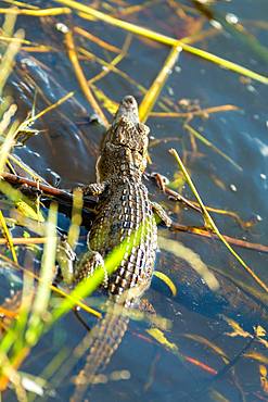 High angle close up of baby crocodile, Chobe National Park, Botswana