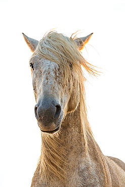 Close-up of white horse, The Camargue, France